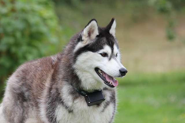 ᐅ Husky Alles über die Pflege, die Erziehung und vieles mehr